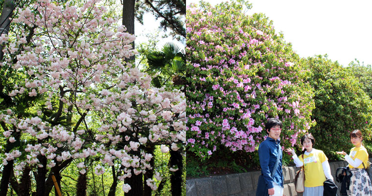左：桜　右：ツツジ