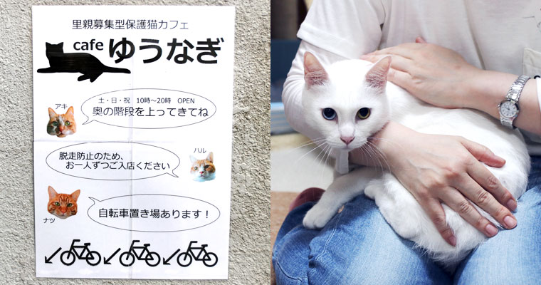 Cafeゆうなぎの猫